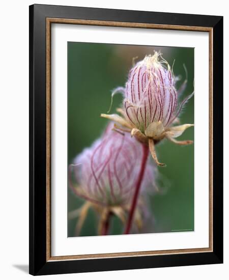 Prairie Smoke Wildflower-Chuck Haney-Framed Photographic Print