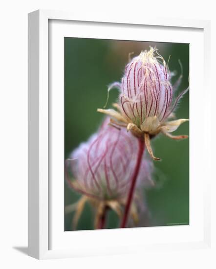 Prairie Smoke Wildflower-Chuck Haney-Framed Photographic Print