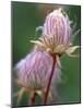 Prairie Smoke Wildflower-Chuck Haney-Mounted Photographic Print