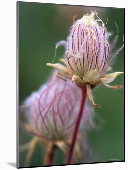 Prairie Smoke Wildflower-Chuck Haney-Mounted Photographic Print