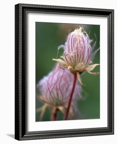 Prairie Smoke Wildflower-Chuck Haney-Framed Photographic Print