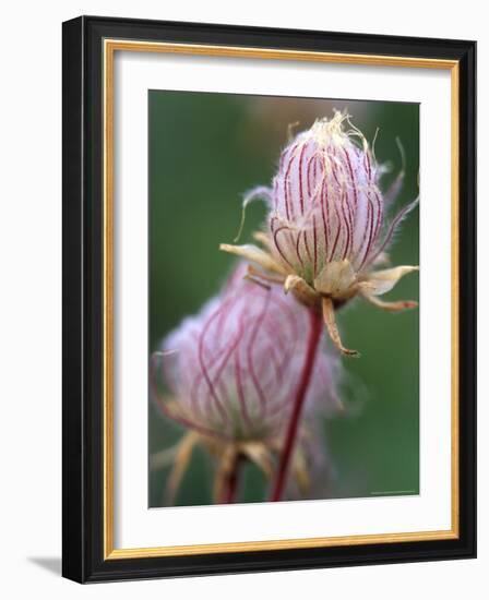 Prairie Smoke Wildflower-Chuck Haney-Framed Photographic Print