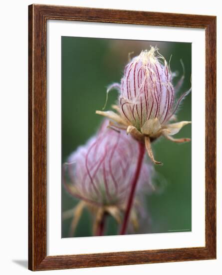 Prairie Smoke Wildflower-Chuck Haney-Framed Photographic Print