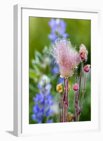 Prairie Smoke wildflowers in aspen grove in Glacier NP, Montana, USA-Chuck Haney-Framed Photographic Print