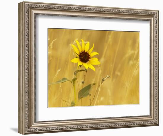 Prairie Sunflower at Palouse Falls State Park, Washington, USA-Chuck Haney-Framed Photographic Print