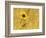 Prairie Sunflower at Palouse Falls State Park, Washington, USA-Chuck Haney-Framed Photographic Print