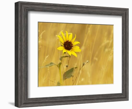 Prairie Sunflower at Palouse Falls State Park, Washington, USA-Chuck Haney-Framed Photographic Print