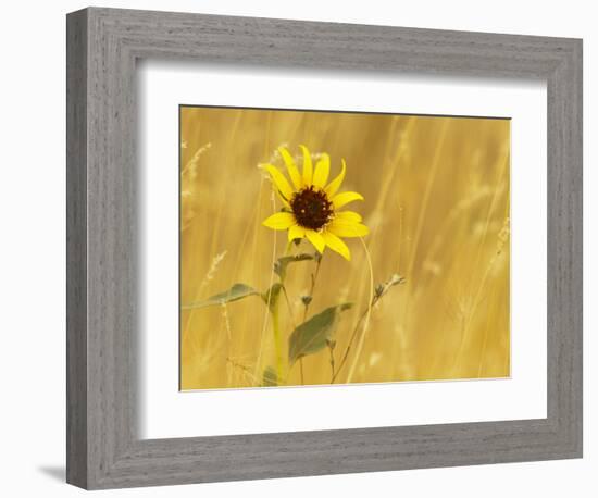 Prairie Sunflower at Palouse Falls State Park, Washington, USA-Chuck Haney-Framed Photographic Print