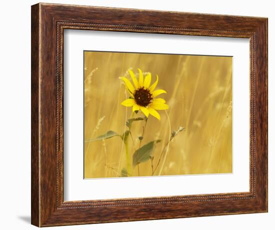 Prairie Sunflower at Palouse Falls State Park, Washington, USA-Chuck Haney-Framed Photographic Print