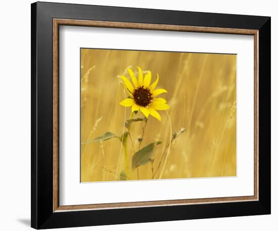 Prairie Sunflower at Palouse Falls State Park, Washington, USA-Chuck Haney-Framed Photographic Print