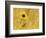 Prairie Sunflower at Palouse Falls State Park, Washington, USA-Chuck Haney-Framed Photographic Print