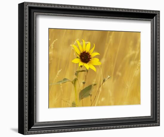 Prairie Sunflower at Palouse Falls State Park, Washington, USA-Chuck Haney-Framed Photographic Print