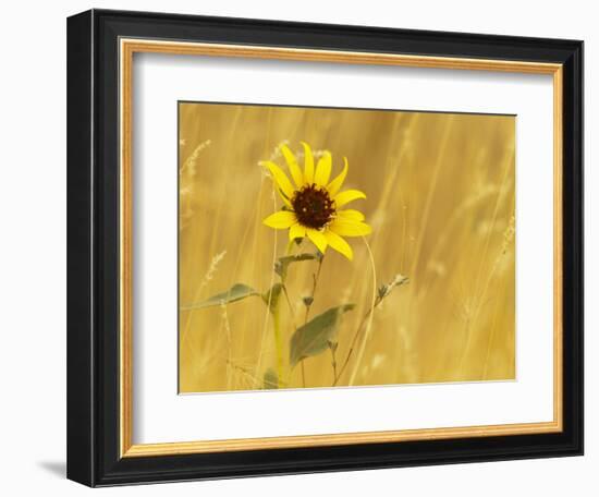 Prairie Sunflower at Palouse Falls State Park, Washington, USA-Chuck Haney-Framed Photographic Print