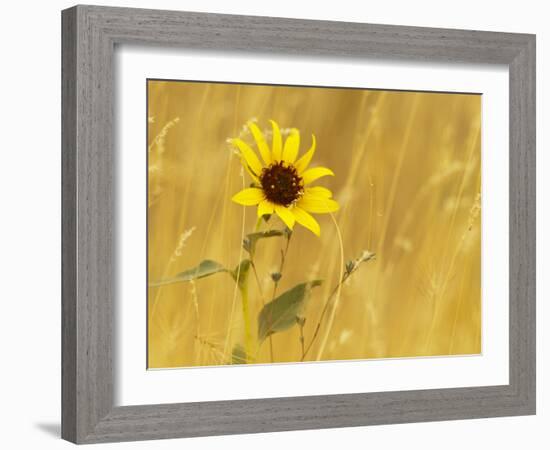 Prairie Sunflower at Palouse Falls State Park, Washington, USA-Chuck Haney-Framed Photographic Print