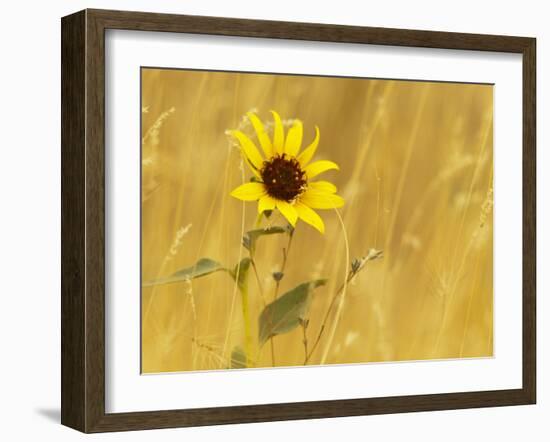 Prairie Sunflower at Palouse Falls State Park, Washington, USA-Chuck Haney-Framed Photographic Print