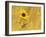 Prairie Sunflower at Palouse Falls State Park, Washington, USA-Chuck Haney-Framed Photographic Print