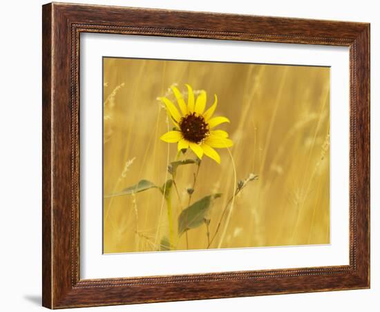 Prairie Sunflower at Palouse Falls State Park, Washington, USA-Chuck Haney-Framed Photographic Print