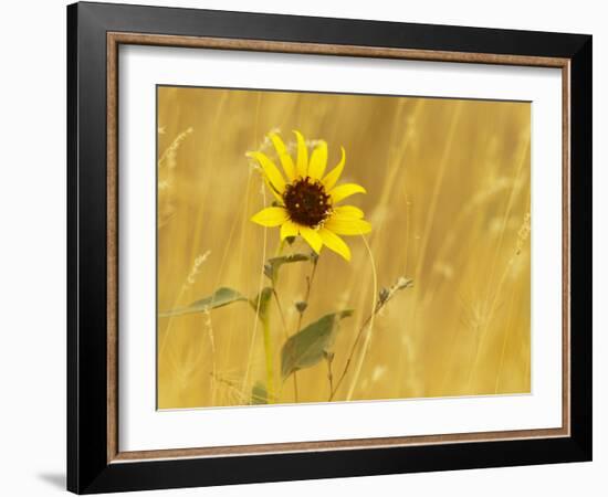 Prairie Sunflower at Palouse Falls State Park, Washington, USA-Chuck Haney-Framed Photographic Print