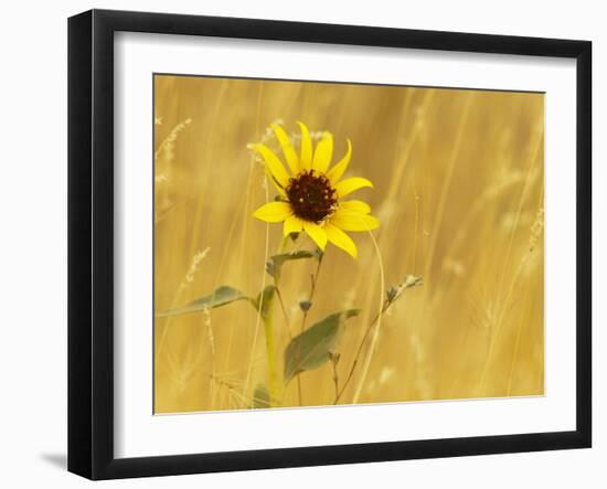 Prairie Sunflower at Palouse Falls State Park, Washington, USA-Chuck Haney-Framed Photographic Print