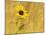 Prairie Sunflower at Palouse Falls State Park, Washington, USA-Chuck Haney-Mounted Photographic Print