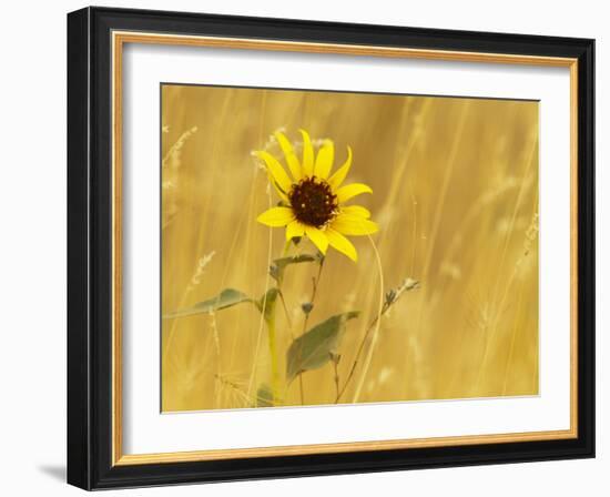 Prairie Sunflower at Palouse Falls State Park, Washington, USA-Chuck Haney-Framed Photographic Print