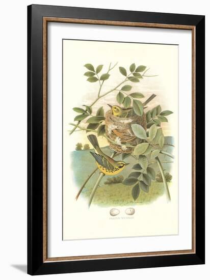 Prairie Warbler Nest and Eggs-null-Framed Art Print