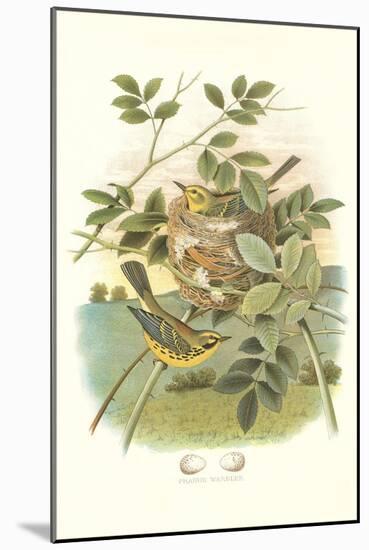 Prairie Warbler Nest and Eggs-null-Mounted Art Print