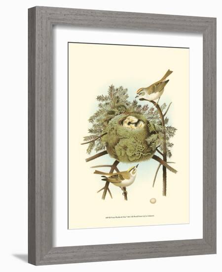 Prairie Warbler & Nest-null-Framed Art Print