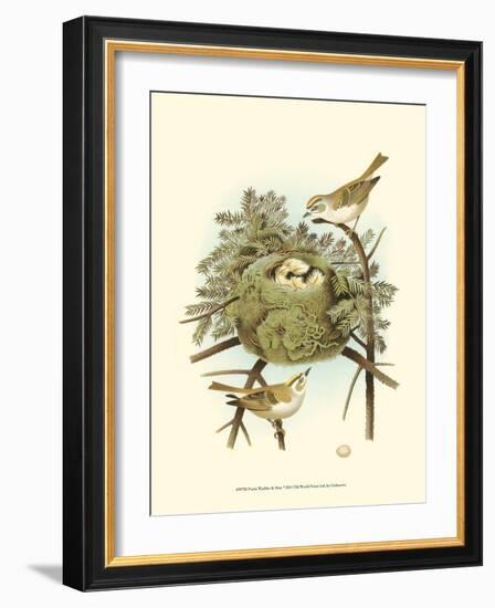 Prairie Warbler & Nest-null-Framed Art Print