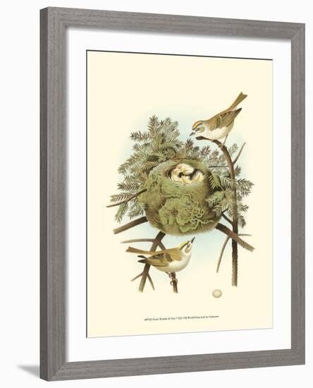 Prairie Warbler & Nest-null-Framed Art Print