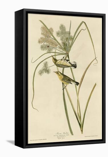 Prairie Warbler-null-Framed Premier Image Canvas