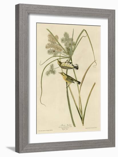 Prairie Warbler-null-Framed Giclee Print