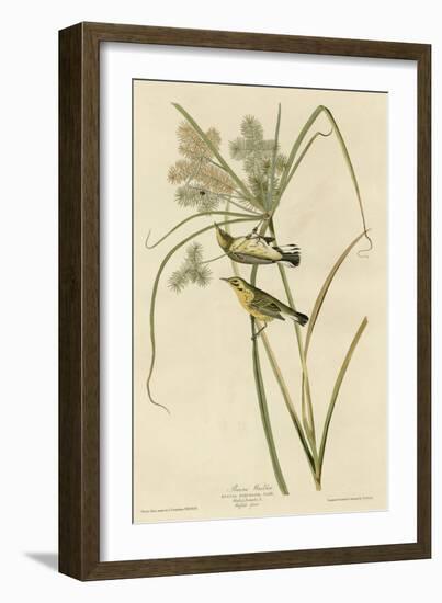 Prairie Warbler-null-Framed Giclee Print