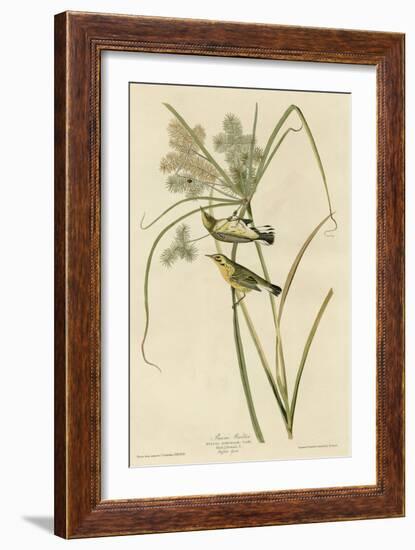 Prairie Warbler-null-Framed Giclee Print