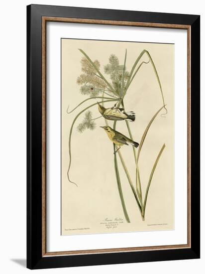 Prairie Warbler-null-Framed Giclee Print