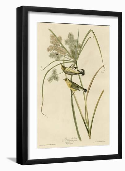 Prairie Warbler-null-Framed Giclee Print