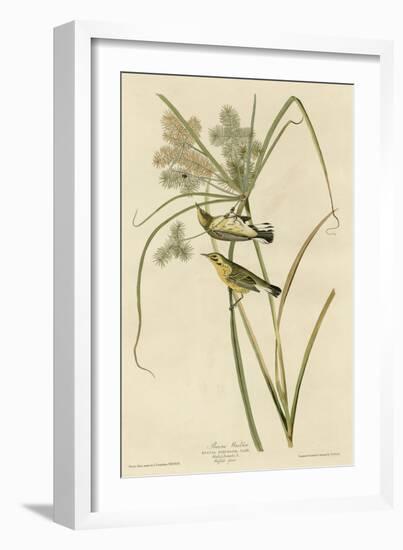 Prairie Warbler-null-Framed Giclee Print