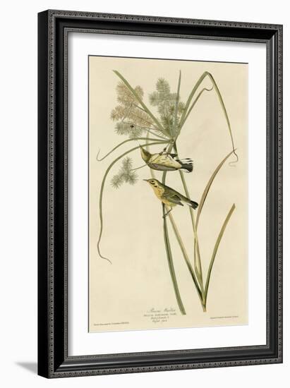 Prairie Warbler-null-Framed Giclee Print