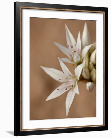 Prairie Wild Onion (Allium Textile), Canyon Country, Utah, United States of America, North America-James Hager-Framed Photographic Print