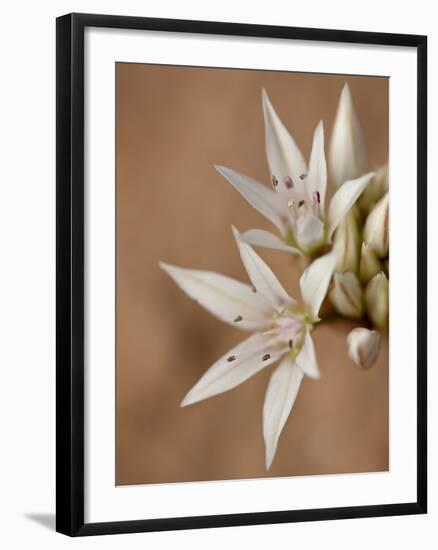 Prairie Wild Onion (Allium Textile), Canyon Country, Utah, United States of America, North America-James Hager-Framed Photographic Print