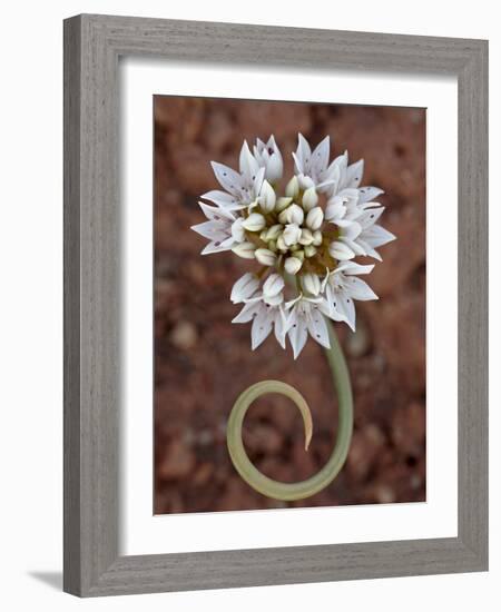 Prairie Wild Onion (Allium Textile), Canyon Country, Utah, United States of America, North America-null-Framed Photographic Print