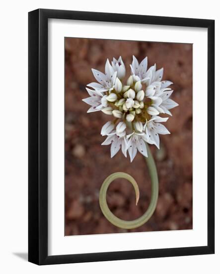 Prairie Wild Onion (Allium Textile), Canyon Country, Utah, United States of America, North America-null-Framed Photographic Print