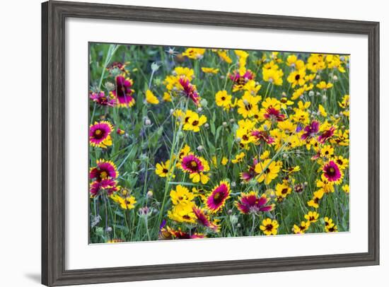 Prairie Wildflowers in Hill Country Near Johnson City, Texas, Usa-Chuck Haney-Framed Photographic Print