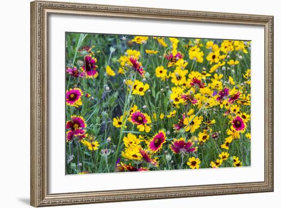 Prairie Wildflowers in Hill Country Near Johnson City, Texas, Usa-Chuck Haney-Framed Photographic Print