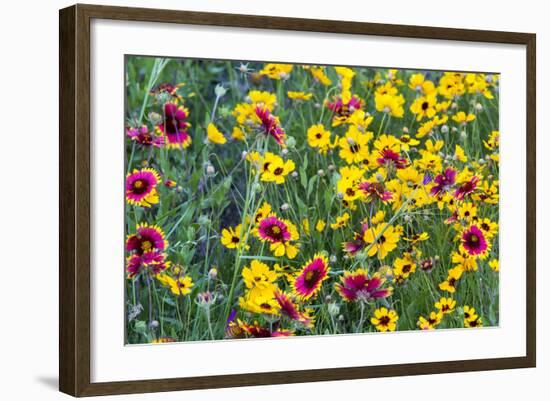 Prairie Wildflowers in Hill Country Near Johnson City, Texas, Usa-Chuck Haney-Framed Photographic Print