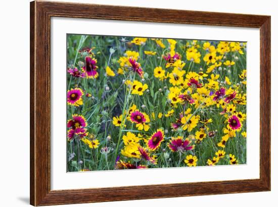 Prairie Wildflowers in Hill Country Near Johnson City, Texas, Usa-Chuck Haney-Framed Photographic Print