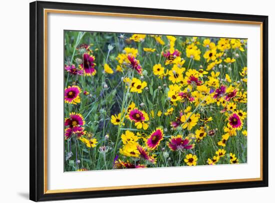 Prairie Wildflowers in Hill Country Near Johnson City, Texas, Usa-Chuck Haney-Framed Photographic Print