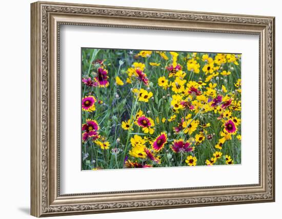 Prairie Wildflowers in Hill Country Near Johnson City, Texas, Usa-Chuck Haney-Framed Photographic Print