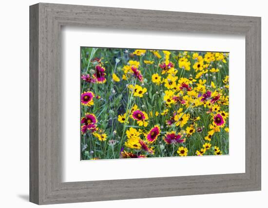 Prairie Wildflowers in Hill Country Near Johnson City, Texas, Usa-Chuck Haney-Framed Photographic Print