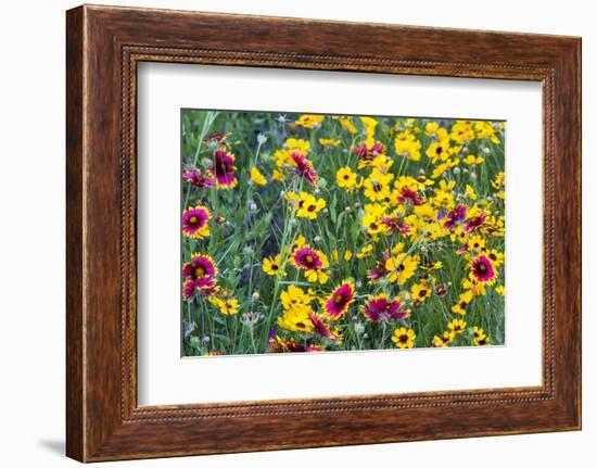 Prairie Wildflowers in Hill Country Near Johnson City, Texas, Usa-Chuck Haney-Framed Photographic Print